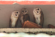 Flock to Park With Birds of a Feather For Ornithology Fair