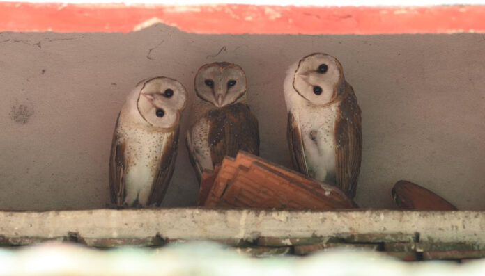 Photo: Bird Conservation Society of Thailand (BCST) / Facebook