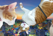 Pet Lovers Play Cat and Mouse (and Puppy) in Bangkok’s Condos