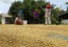 Rice Subsidy Returns: Gov’t Approves 20 Billion Baht For Farmers
