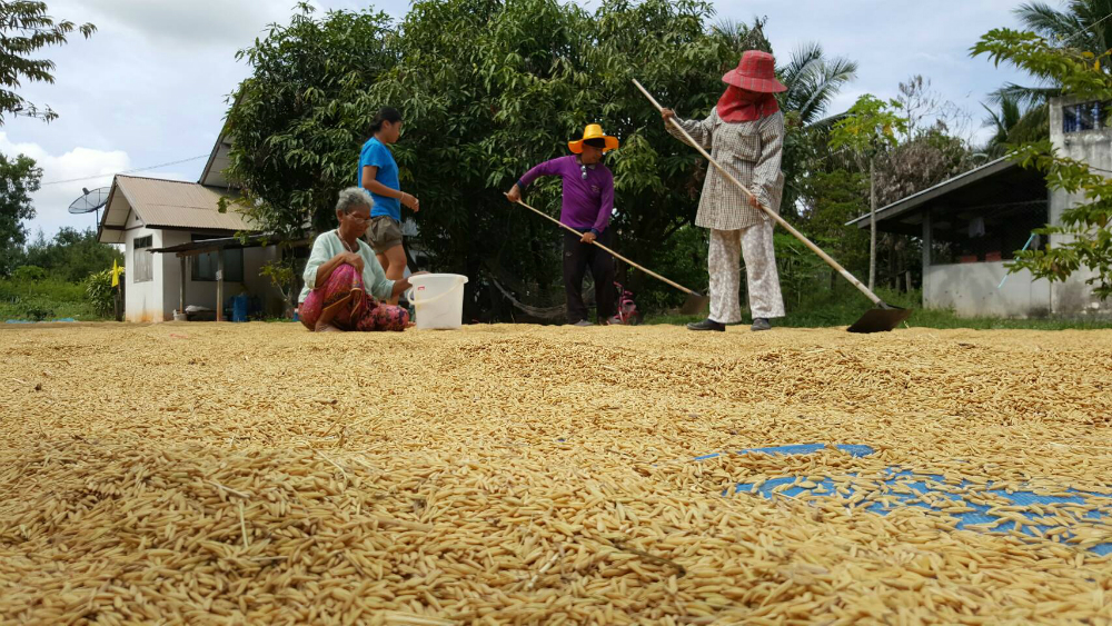 Farmers dry rice grains Monday in Buriram province. 