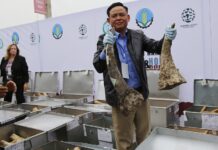 Vietnam Seizes 619 Kilograms of Ivory Smuggled from Africa