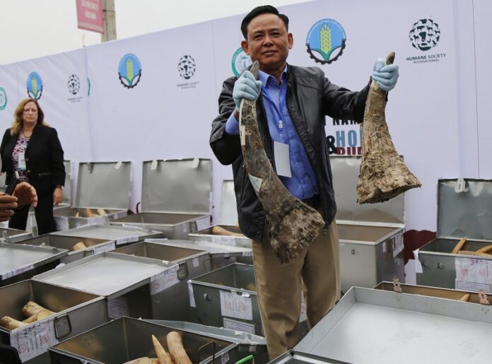 Vietnam's Agriculture and Rural Development Vice Minister Ha Cong Tuan holds two confiscated rhino horns Nov. 12 in Hanoi, Vietnam. Photo: Tran Van Minh / Associated Press