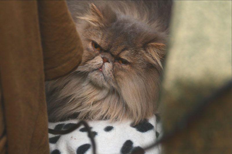 A Persian cat peeks from inside a closet. Photo: Alex / Flickr
