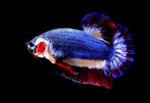 Thailand to Honor Beautiful, Violent Siamese Fighting Fish A Siamese fighting fish with colors resembling the Thai national flag swims in a fish tank in 2016 in Nakhon Pathom. Photo: Chuchat Lekdeangyu / Shutter Prince / Associated Press
