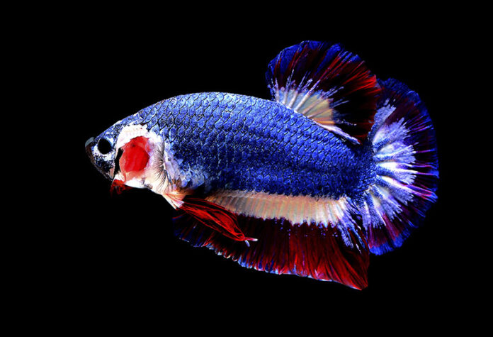 A Siamese fighting fish with colors resembling the Thai national flag swims in a fish tank in 2016 in Nakhon Pathom. Photo: Chuchat Lekdeangyu / Shutter Prince / Associated Press