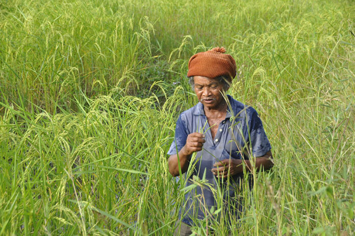 A farmer in his field outside Korat on Oct. 31, 2016.