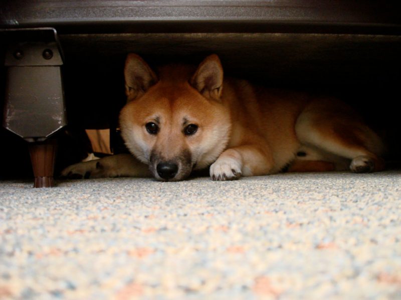 A Shiba Inu hides under a bed. Photo: AJScharleston / Flickr