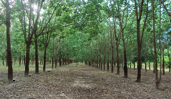 A rubber plantation in Thailand in an undated file photo.