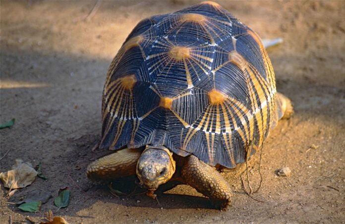 A file photo of a radiated tortoises. Image: Bernard Dupont / Flickr