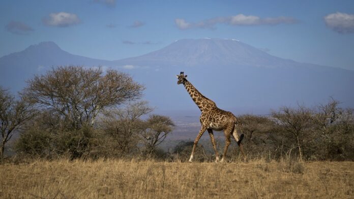 A giraffe walks across the savannah in August in Amboseli national park, Kenya, as the highest mountain in Africa Mount Kilimanjaro in Tanzania is seen in the background. Photo: Khaled Kazziha / Associated Press