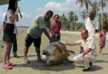 355 Threatened Marine Animals Killed in 2016