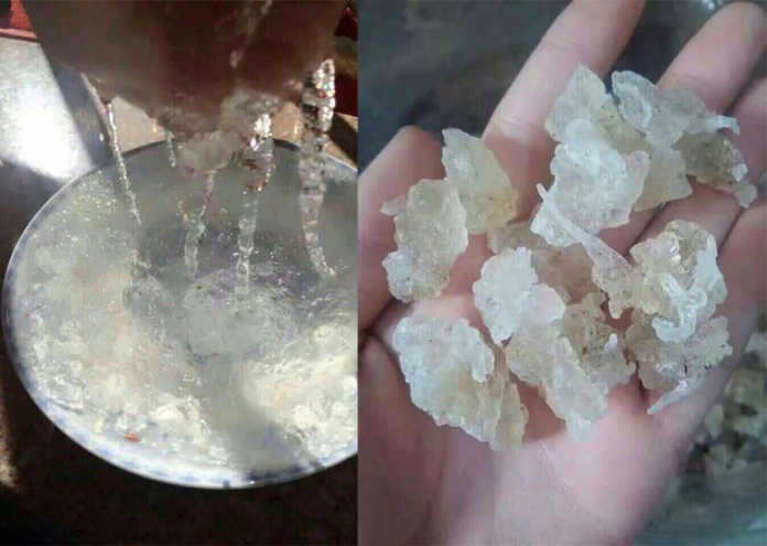 Photos of butter-cup tree sap sold as edible bird’s nest. Image: www.showkhao.com