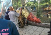 Monster-Croc Nadia Found in Zoo’s Deer Exhibit