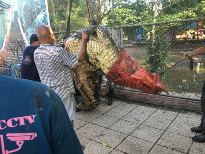 Nadia, a five-meter croc, is wrangled back into captivity on Saturday at Nakhon Si Thammarat’s Tha Lad Zoo.