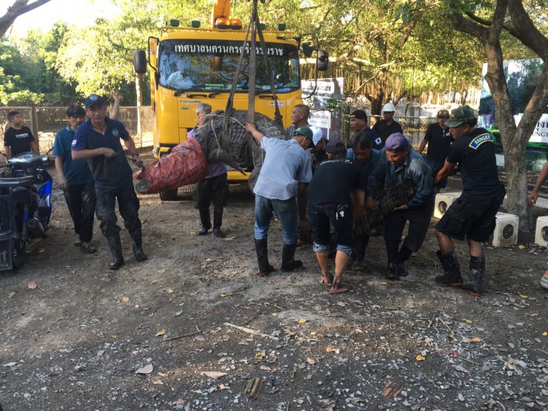 Nadia is lowered from a mobile crane Saturday at Nakhon Si Thammarat’s Tha Lad Zoo.