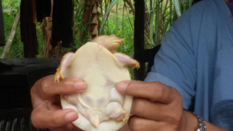 Lirapan Junjamsiri with the baby gold softback turtle she found in her backyard after a flood in Krabi province.