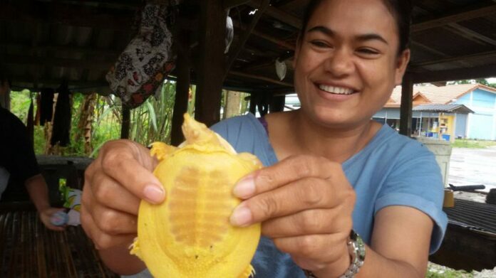 Lirapan Junjamsiri with the baby gold softback turtle she found in her backyard after a flood in Krabi province.