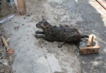 Fire Ravages 8 Wooden Homes, 1 Injured, Cat Survives