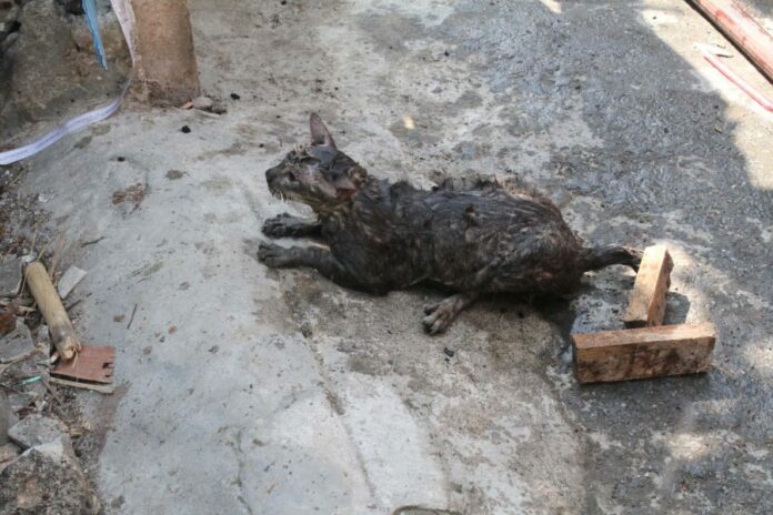 The lucky cat who survived a rai-large complex of burning houses Thursday morning in Rat Burana district, Bangkok.