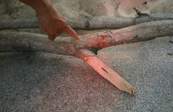 The tree branch which fell Sunday evening in Pattaya, killing a 91-year-old Italian man.