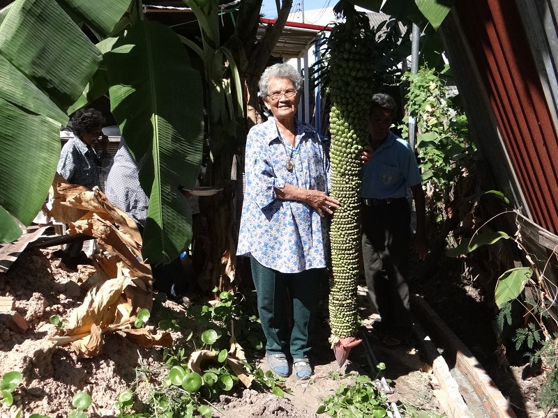 Soontorn Saichue, 77, with her lucky banana tree Thursday morning in Roi Et.