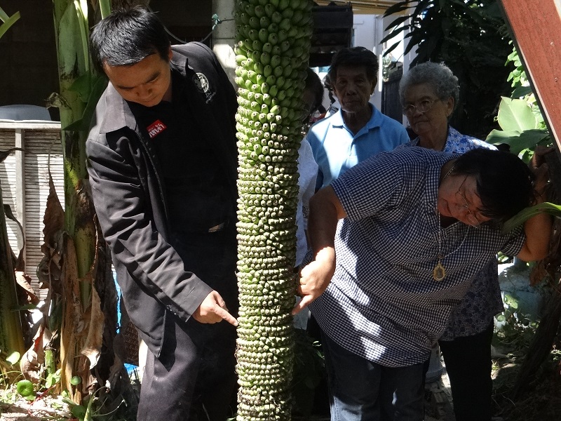 People count the hands on Soontorn Saichue’s lucky banana tree Thursday morning in Roi Et.