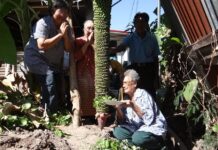 Column of Bananas Worshipped for Lottery Luck (Photos)