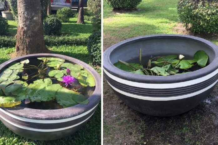 Lotus ponds, costing 5,000 each, were found broken Tuesday. Photo: Matichon