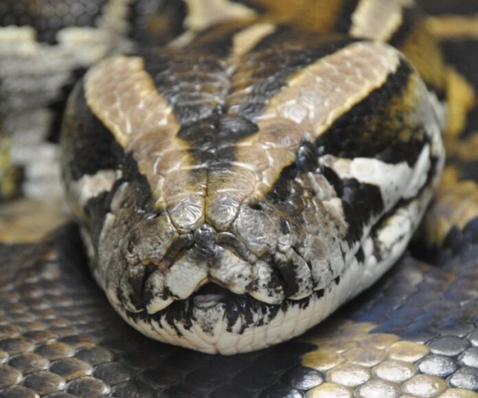 A Burmese Python seen here in 2010 at an unspecified location. Photo: Ted / Flickr