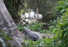 Tourist Bitten Trying to Take Selfie With Crocodile