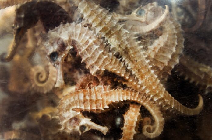 Dried seahorses are displaying in plastic jars for sale in a traditional Chinese medicine shop last November in Phnom Penh, Cambodia. Photo: Heng Sinith / Associated Press