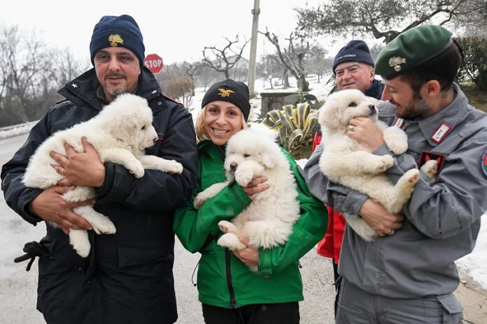 Rescuers hold three puppies that were found alive in the rubble of the avalanche-hit Hotel Rigopiano, Monday near Farindola, central Italy. Photo: Alessandro Di Meo / Associated Press