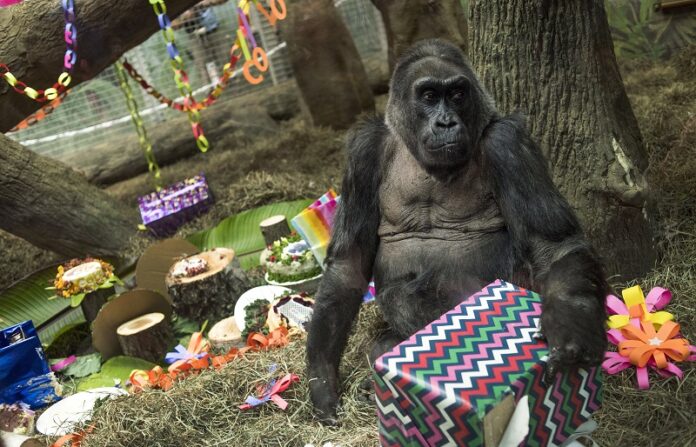Colo, the world's first gorilla born in a zoo, opens a present in her enclosure during her 60th birthday party last December at the Columbus Zoo and Aquarium in Columbus, Ohio. Photo: Ty Wright / Associated Press
