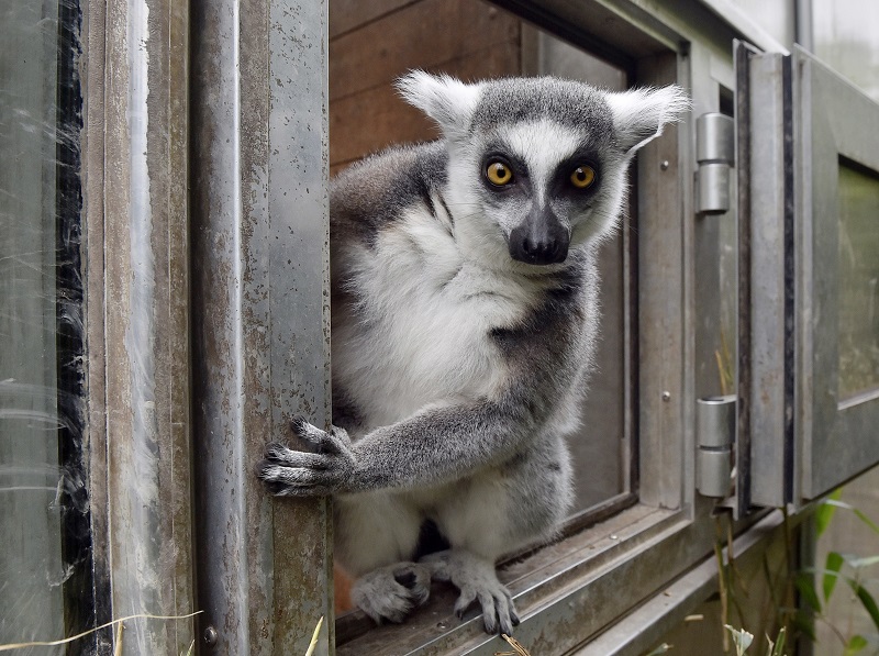 World's Primates Facing Extinction Crisis, New Report Says