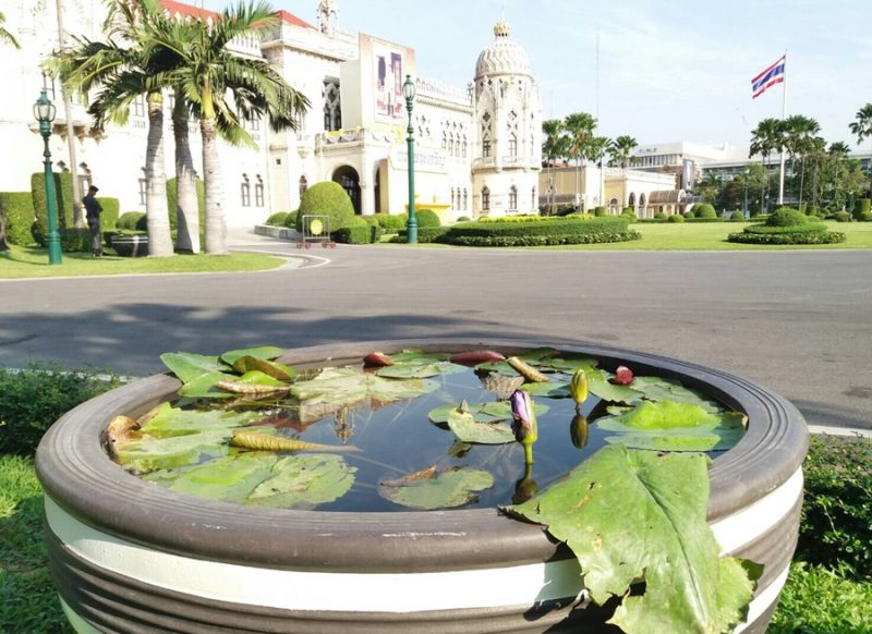 Lotus pond at Government House Monday.