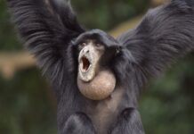 Scientists Claim New Gibbon Species, Name It Luke Skywalker
