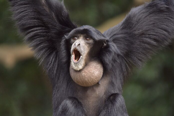 A Siamang gibbon species seen here perching from a branch in 2007 in Chiba-shi, Japan. Photo: su neko / Flickr