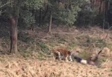 Man Mauled and Killed by Tiger at Eastern China Resort