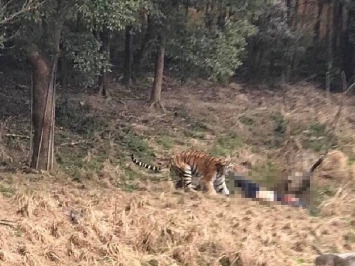An image showing a tiger attacking a man Saturday in a zoo in Zhejiang, China. Photo: China Xinhua News / Facebook