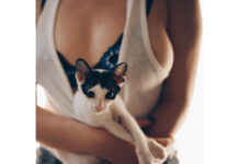 Sexy Kittens Partner With Babes for Charity Calendar Out Saturday