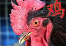 Where to Celebrate Chinese New Year in Bangkok?