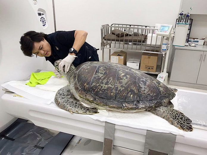 Veterinarian Nantarika Chansue treats Piggy Bank the turtle Wednesday at Chulalongkorn University’s Faculty of Veterinary Science in Bangkok.
