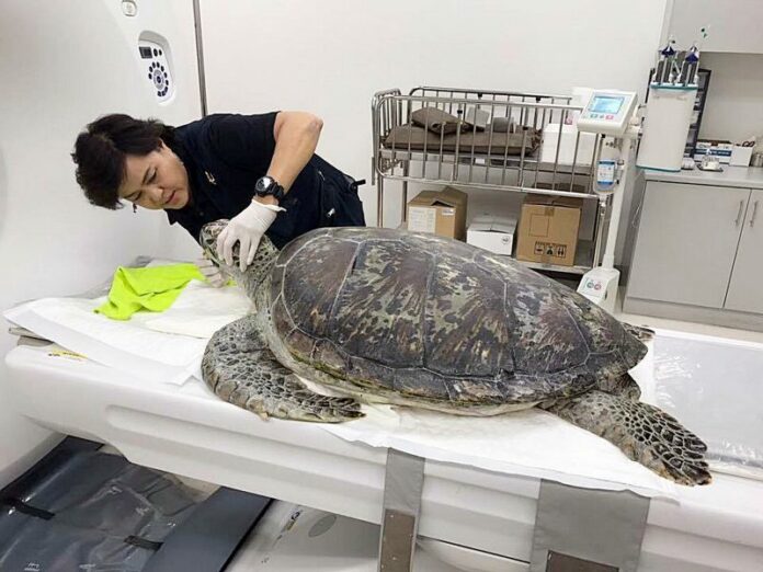 Veterinarian Nantarika Chansue treats Piggy Bank the turtle Wednesday at Chulalongkorn University’s Faculty of Veterinary Science in Bangkok.