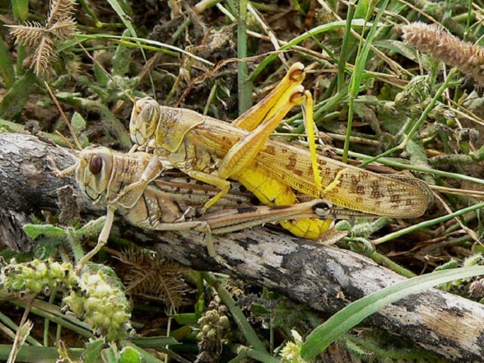 Copulating desert locusts photographed in 2007 near the Red Sea, Sudan. Photo: Christiaan Kooyman / Associated Press