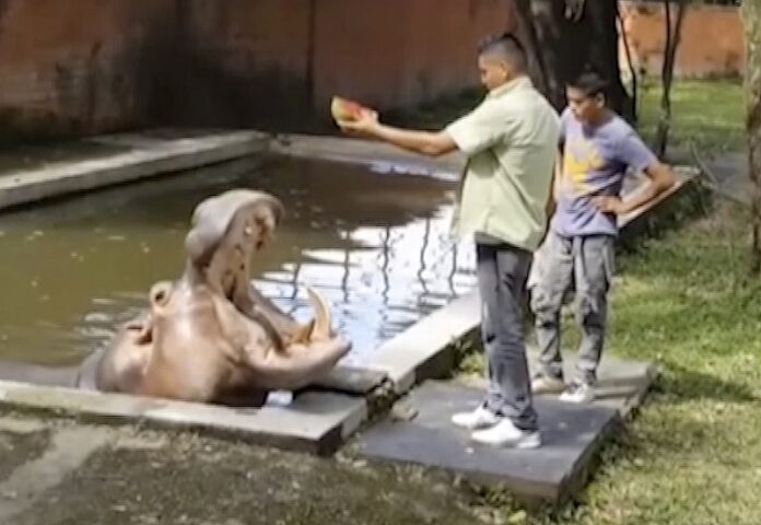 A hippopotamus named Gustavito is fed at the San Salvador Zoo in El Salvador. Image: Associated Press