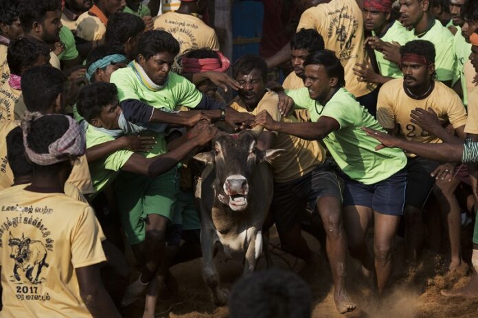 Tamers try to control a bull run during a traditional bull-taming festival called Jallikattu, Friday in the village of Allanganallur, near Madurai, Tamil Nadu state, India. Photo: Bernat Armangue / Associated Press