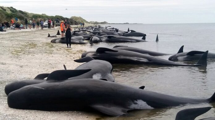 Whales are stranded Friday at Farewell Spit near Nelson, New Zealand. Photo: Tim Cuff / Associated Press