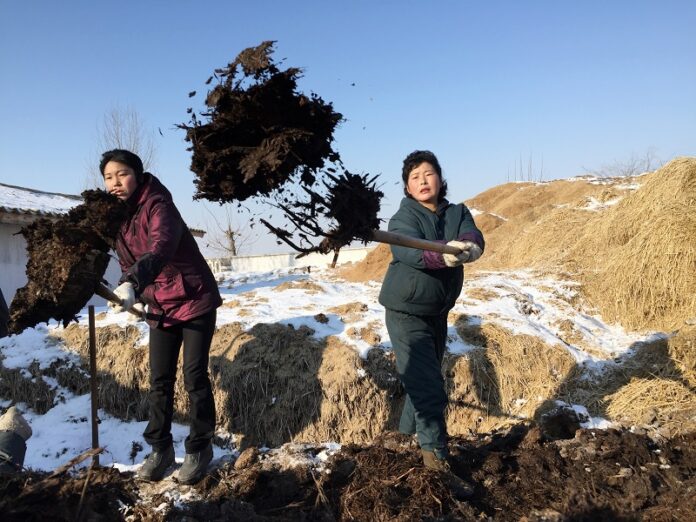 Women farm workers shovel locally-produced 'Juche fertilizer' at Migok Cooperative Farm in January near Sariwon, North Hwanghae Province, North Korea. Photo: Associated Press