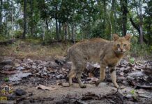 Swamp Cat! Back From the Dead, Rediscovered in Chiang Mai Jungle